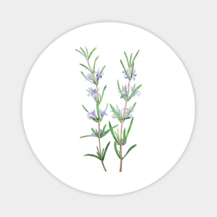 rosemary watercolor Magnet